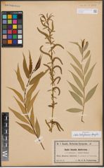 Salix babylonica L. x Salix fragilis L.